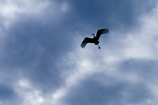 Master of the Sky